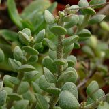 Adromischus caryophyllaceus (RSA)